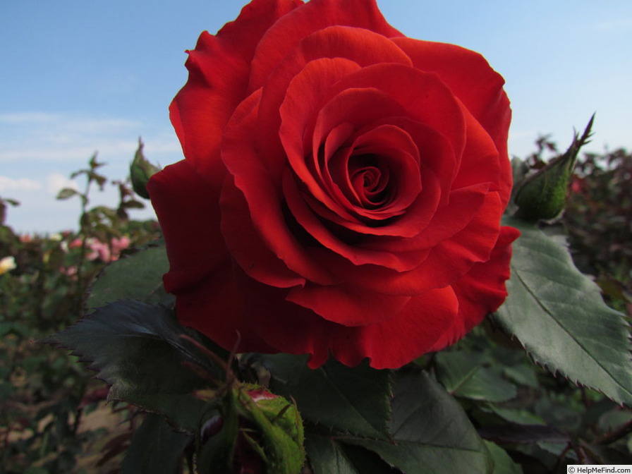 'Charles Dickens (hybrid tea, Rawlins 2016)' rose photo