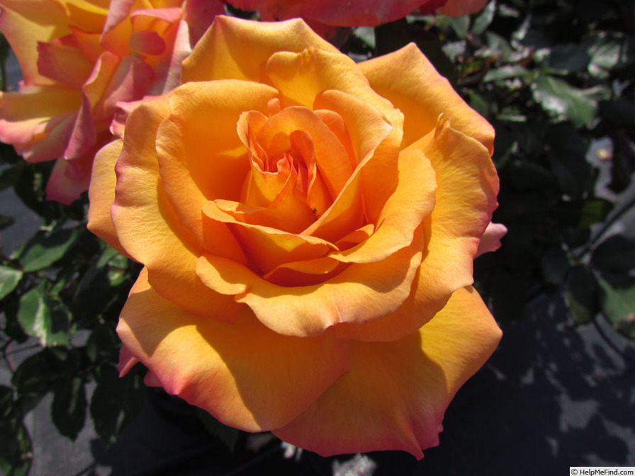 'Freddie Mercury' rose photo