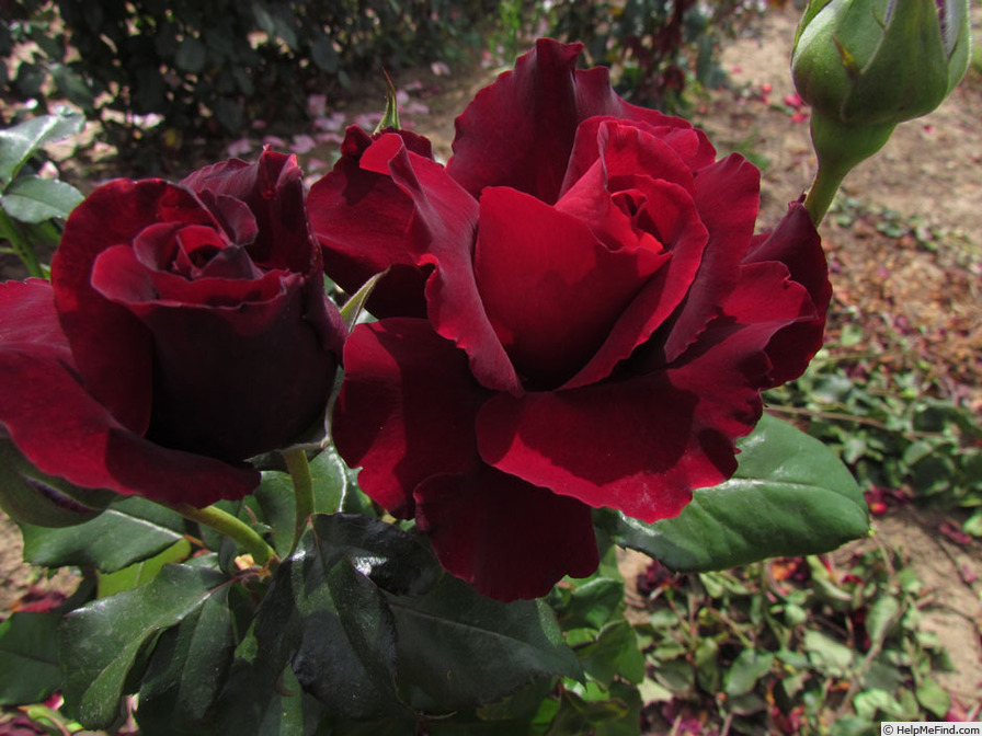 'Lots of Love (hybrid tea, Ford before 2016)' rose photo
