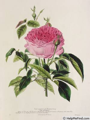 'Laurence de Montmorency' rose photo