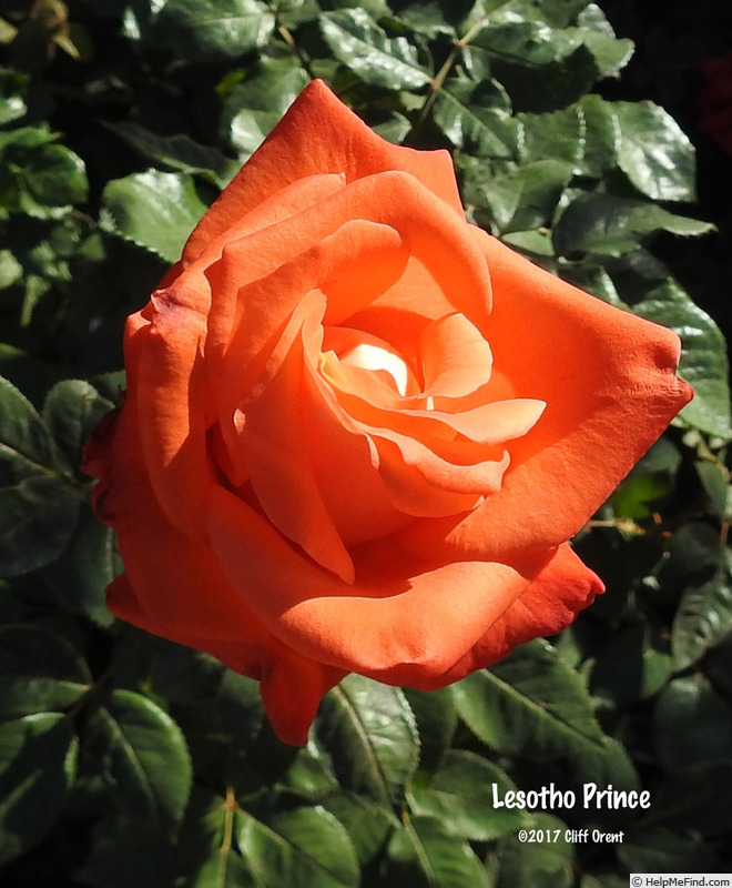 'Lesotho Prince' rose photo