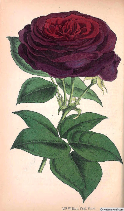 'Mrs. William Paul (Hybrid Perpetual, Verdier, 1861)' rose photo