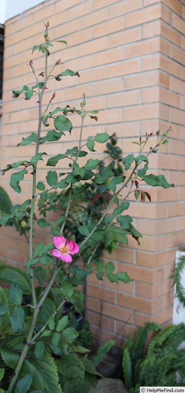 'Piccolo (shrub, Merrifield 2006)' rose photo