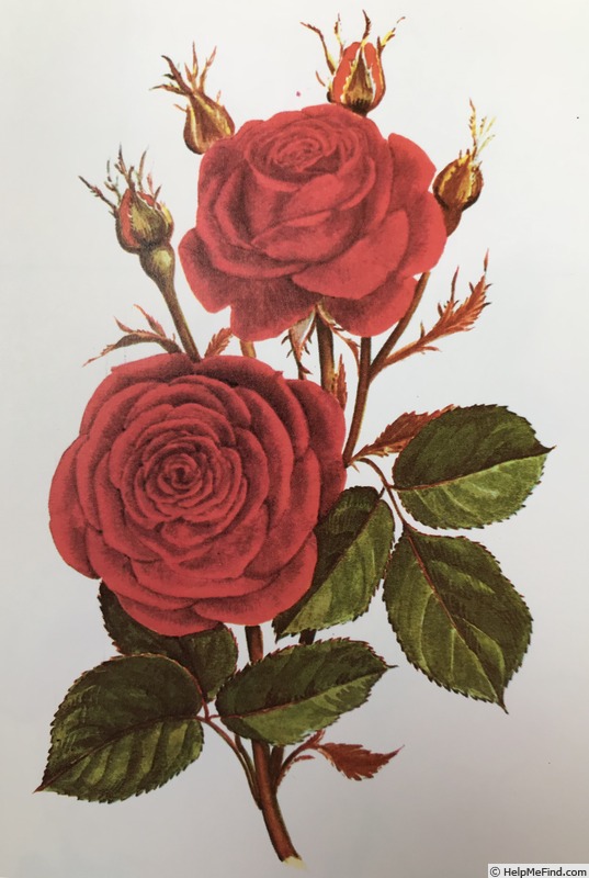 'Europeana' rose photo
