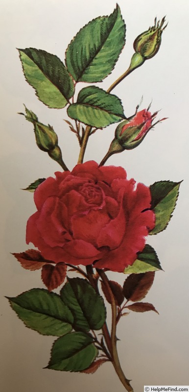 'Crimson Glory (hybrid tea, Kordes, 1935)' rose photo