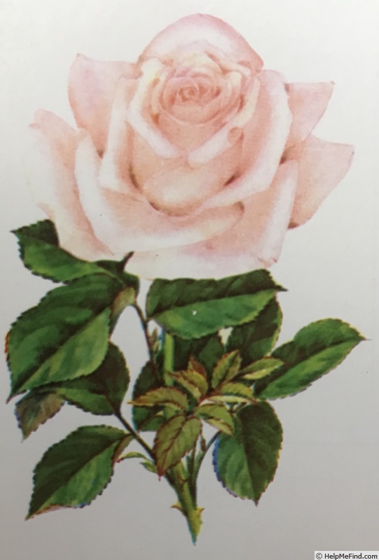 'Marchioness of Londonderry' rose photo