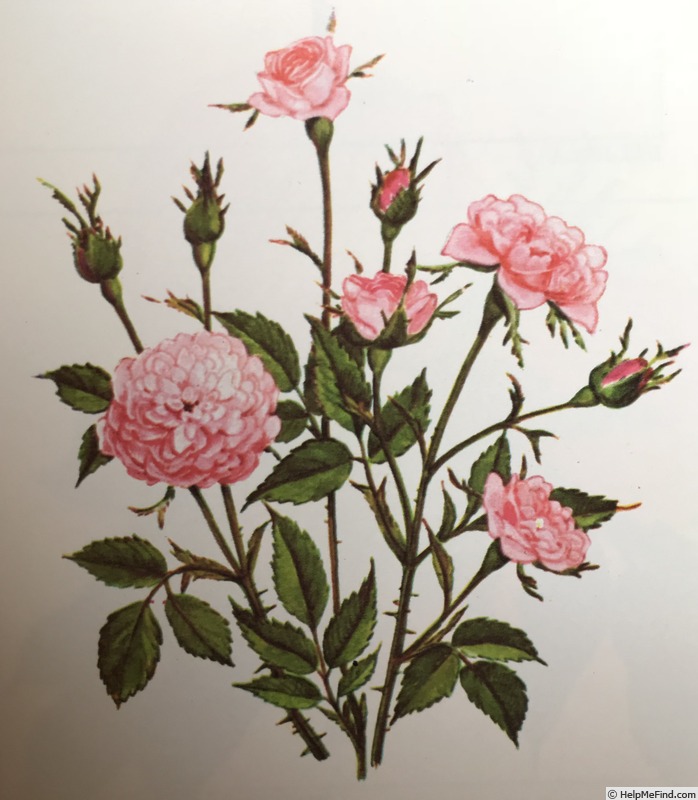 'Rose de Meaux' rose photo