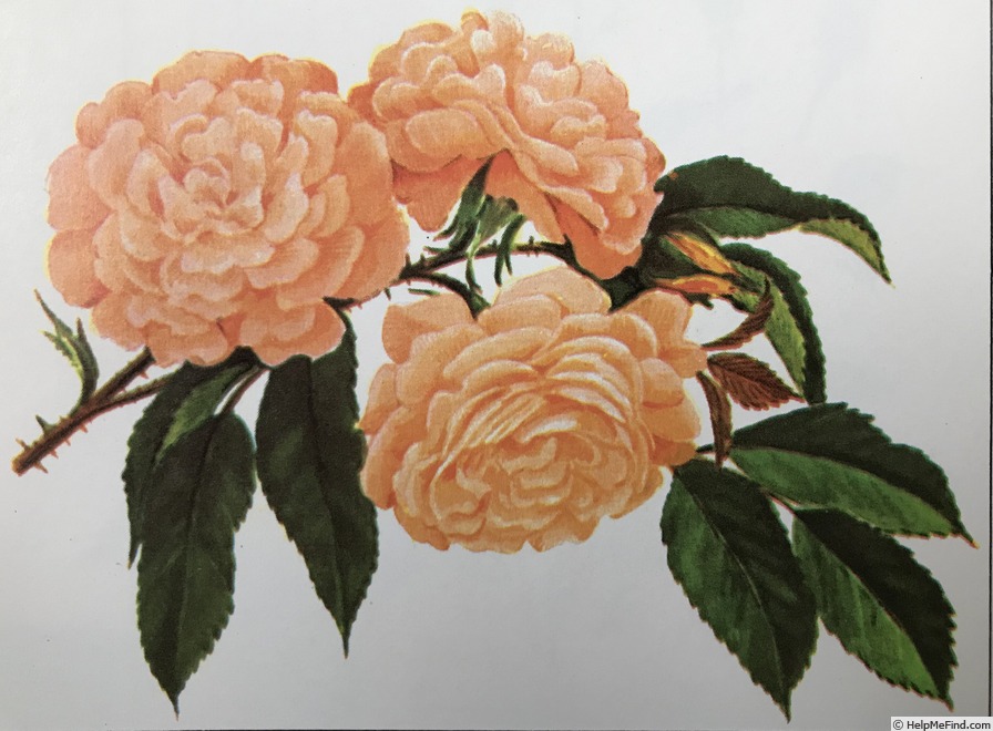 'Buff Beauty (Hybrid Musk, Bentall, 1939)' rose, click to enlarge 'Buff Beauty (Hybrid Musk, Bentall, 1939)' rose photo
