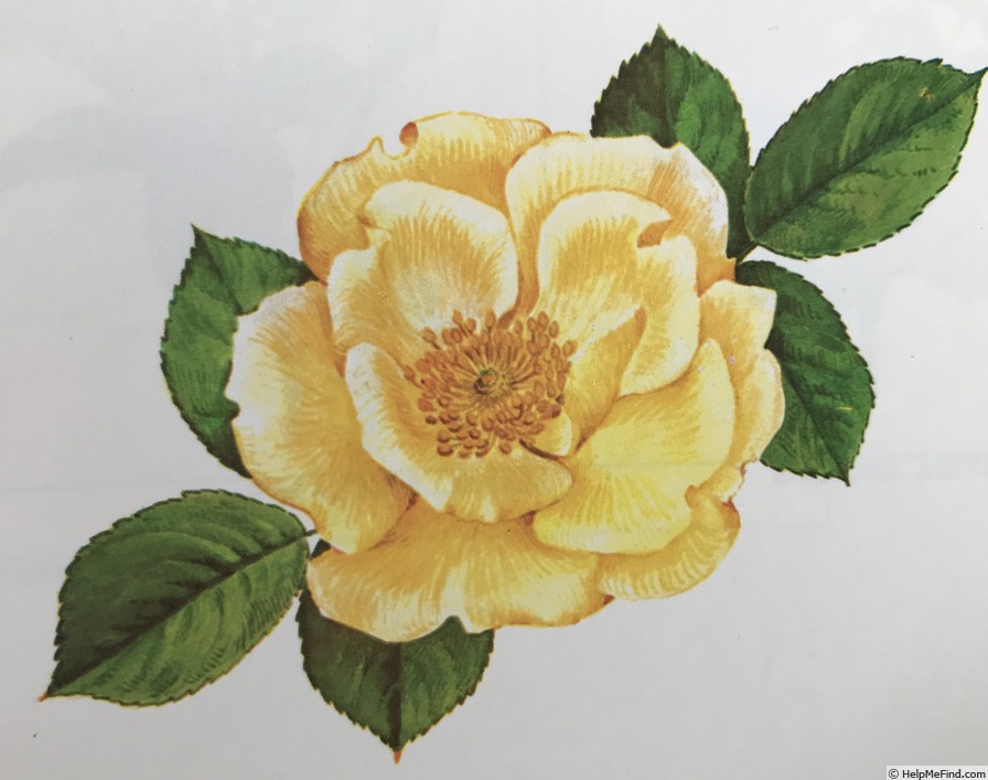 'Frühlingsgold' rose, click to enlarge 'Frühlingsgold' rose photo