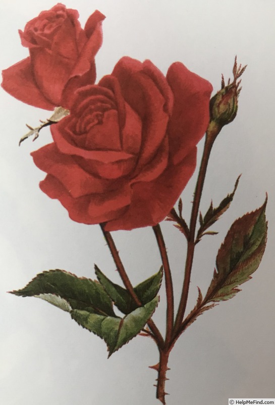 'Carrousel (grandiflora, Duehrsen 1950)' rose photo