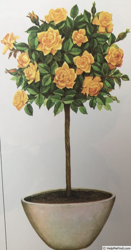 'Sutter's Gold (Hybrid Tea, Swim, 1946)' rose photo