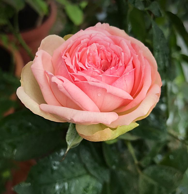 'Charming Piano ®' rose photo
