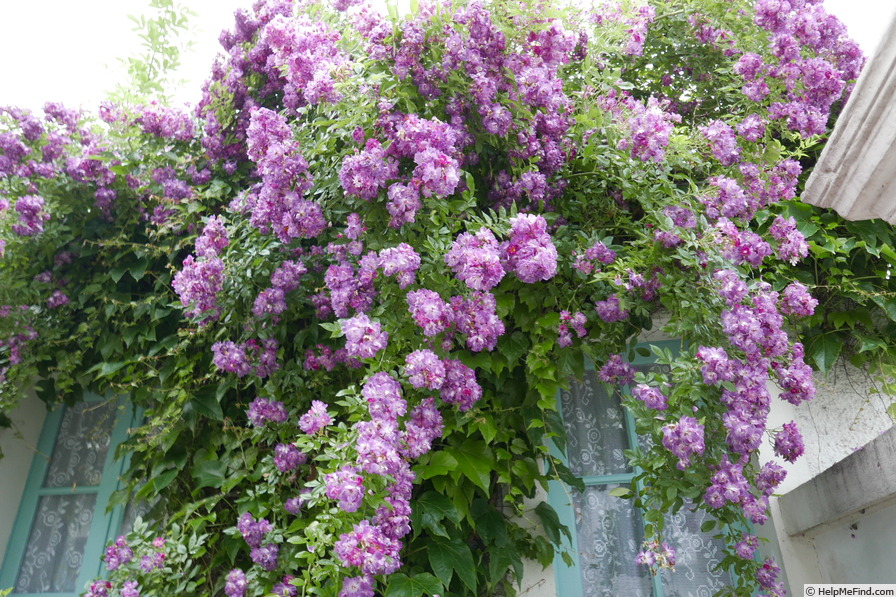 'Veilchenblau (Rambler, Schmidt 1909)' rose, click to enlarge 'Veilchenblau (Rambler, Schmidt 1909)' rose photo