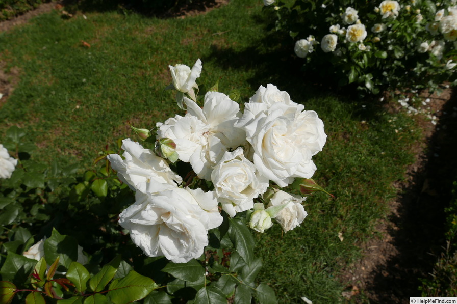 'Claus Dalby™' rose photo