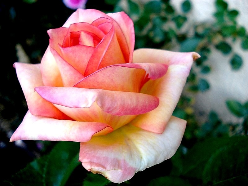 'Pascal Legitimus ®' rose photo