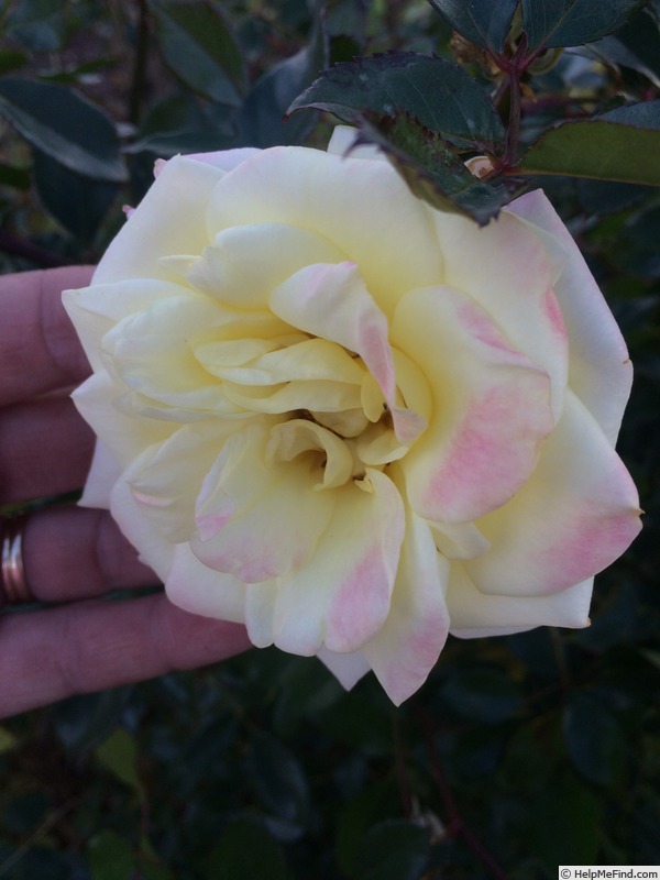 'Music Box' rose photo