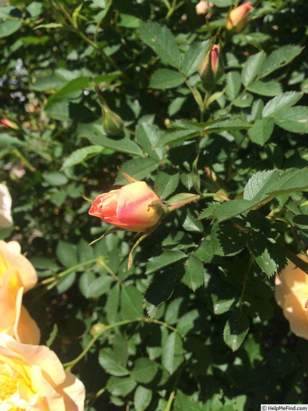 'Above and Beyond™' rose photo