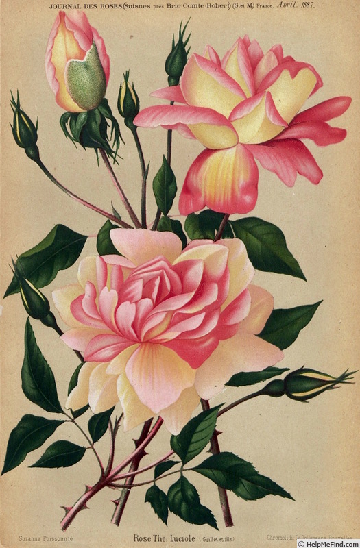 'Luciole (tea, Guillot Fils, 1886)' rose photo