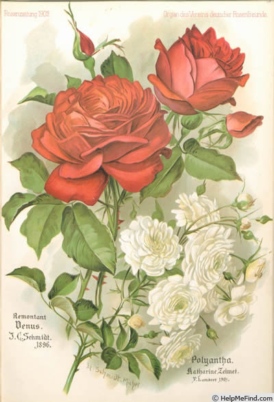'Venus (hybrid perpetual, Schmidt, 1895)' rose photo