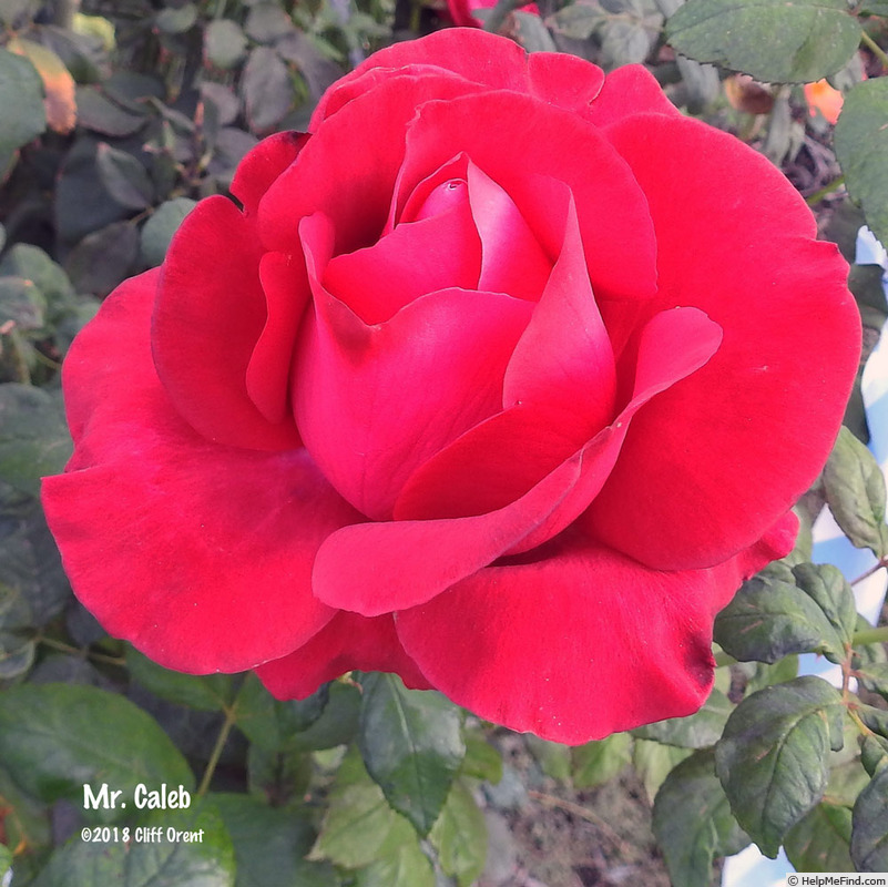'Mr Caleb' rose photo