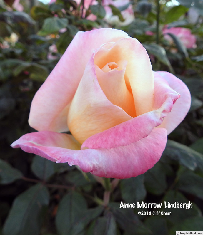 'Anne Morrow Lindbergh' rose photo