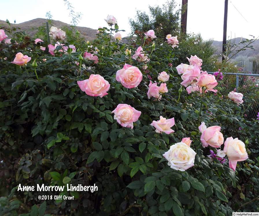 'Anne Morrow Lindbergh' rose photo