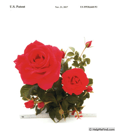 'Texmirlam' rose photo