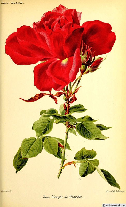 'Gloire de Margottin' rose photo