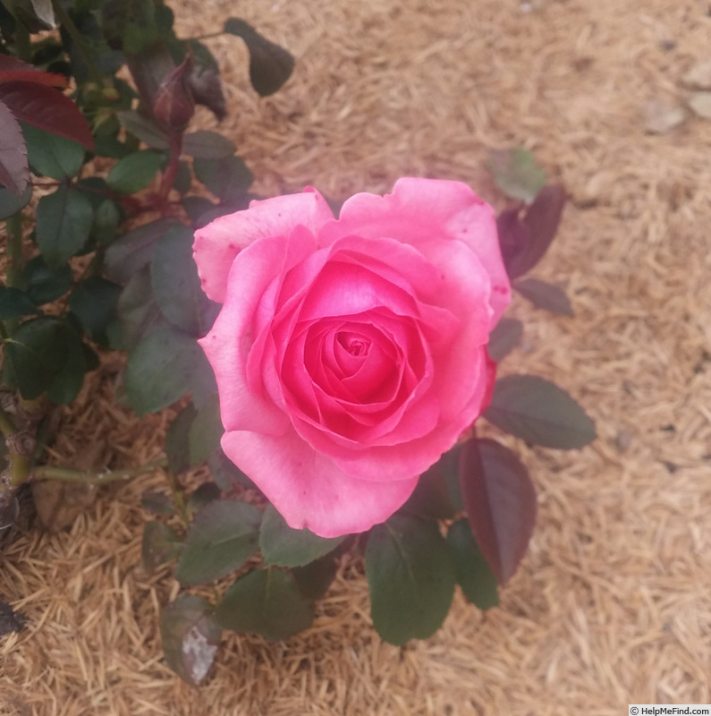'Highwire Flyer™' rose photo