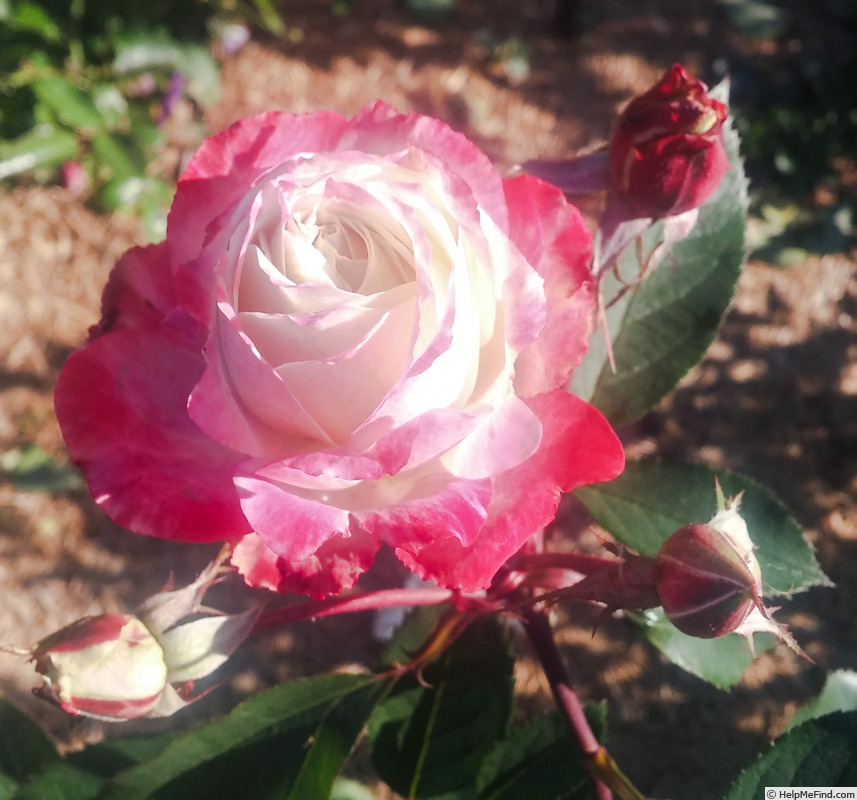 'Candy Cane Cocktail™' rose photo