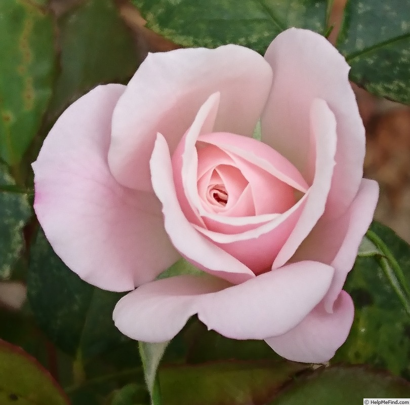 'Smooth Little Treasure' rose photo