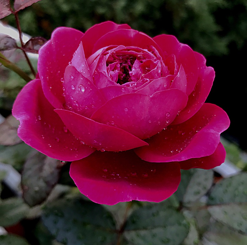 'Hector (shrub, Kimura, 2014)' rose photo