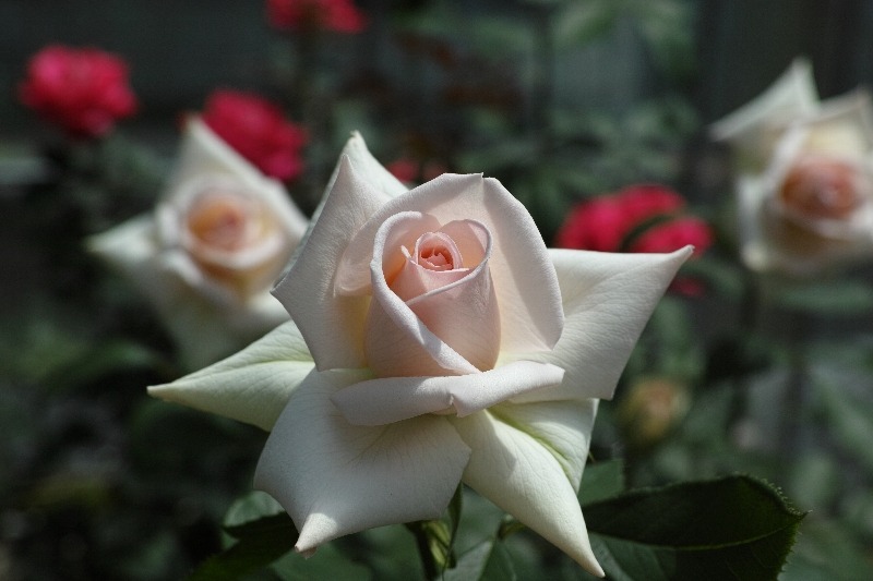'Haruka' rose photo