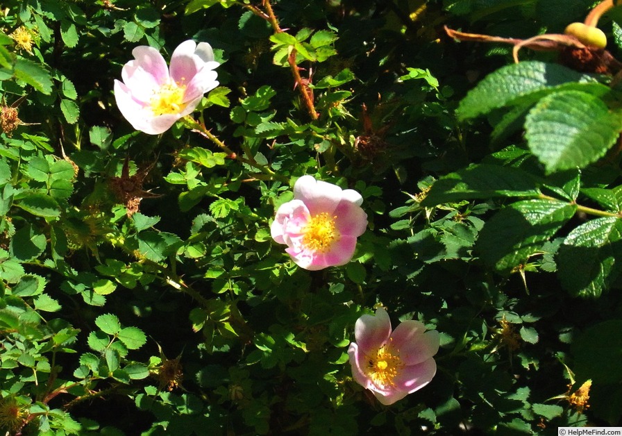 'Hacabiru' rose photo
