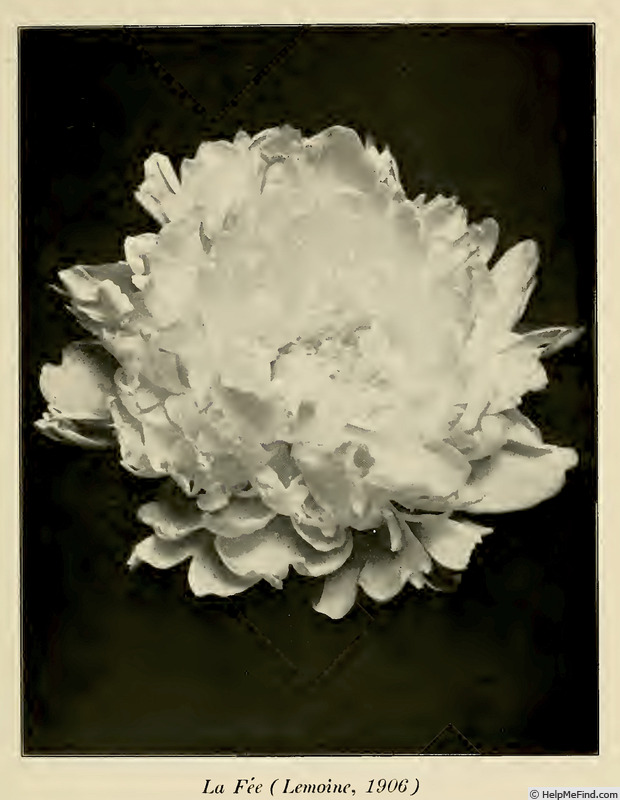 'La Fée' peony photo