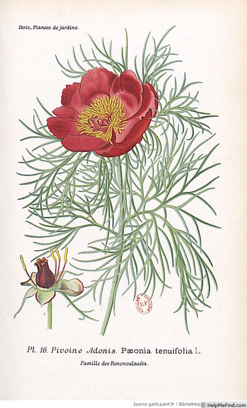 '<i>P. tenuifolia</i> L.' peony photo