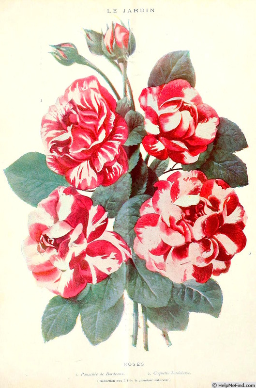 'Coquette Bordelaise' rose photo