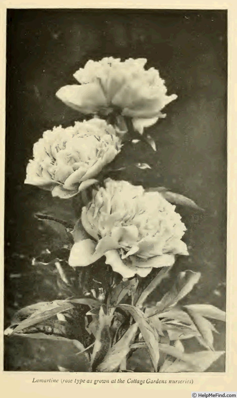'Lamartine (hybrid lacriflora, Lemoine, 1908)' peony photo