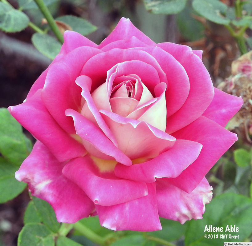 'Allene Able' rose photo