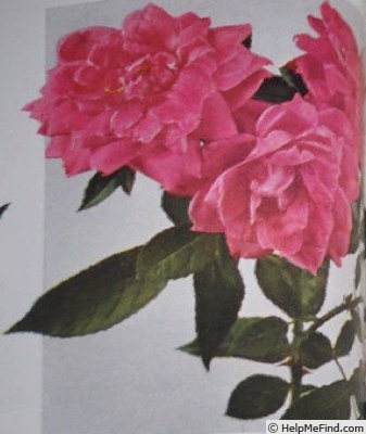 'Faust (Hybrid Setigera, Horvath, 1938)' rose photo