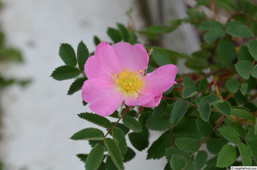 'Rosa arkansana x Prairie Peace' rose photo