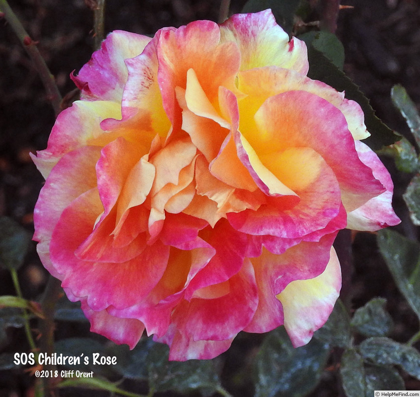 'SOS Children's Rose' rose photo