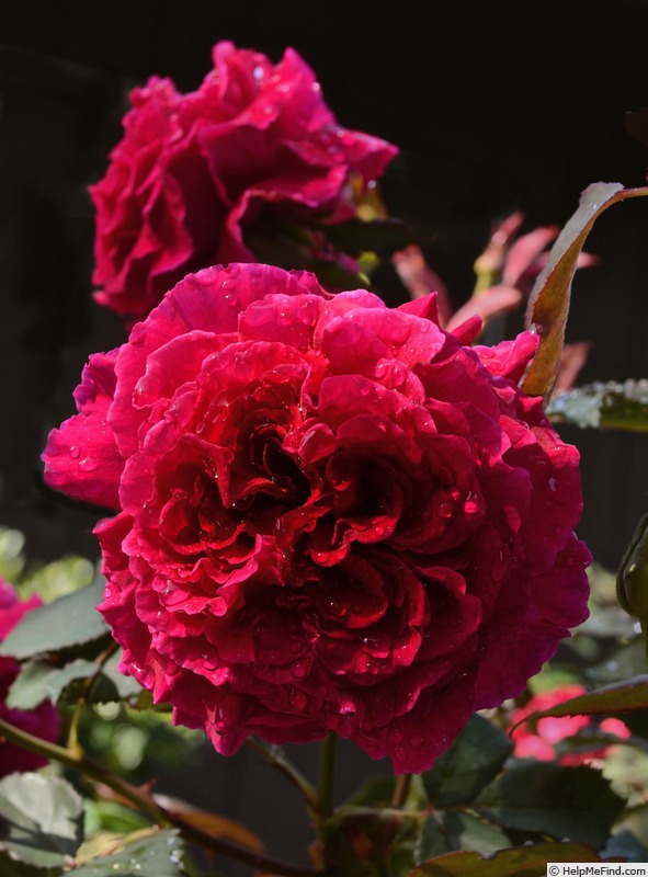 'Velvet Fragrance (Hybrid Tea, Fryer before 1985)' rose photo