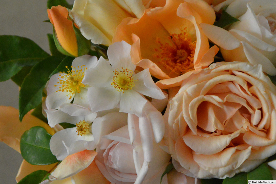 'Diana Moore' rose photo