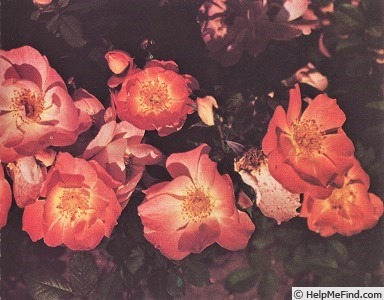 'Stargazer (floribunda, Harkness, 1997)' rose photo