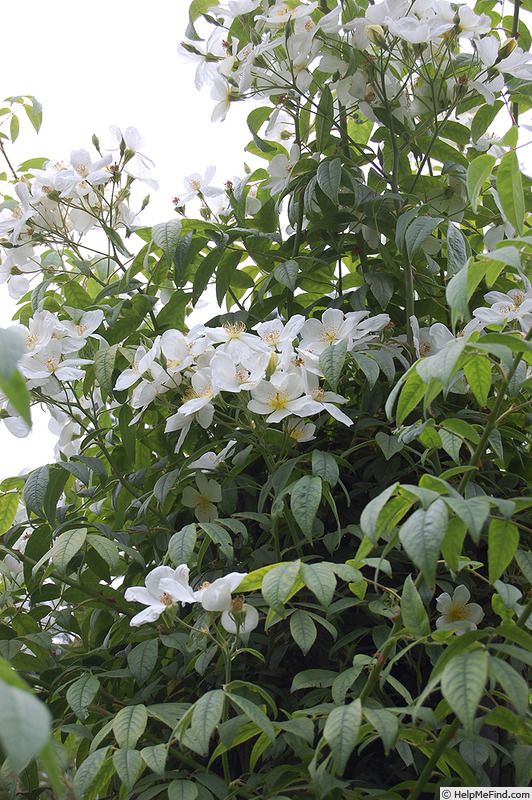 'La Mortola' rose photo