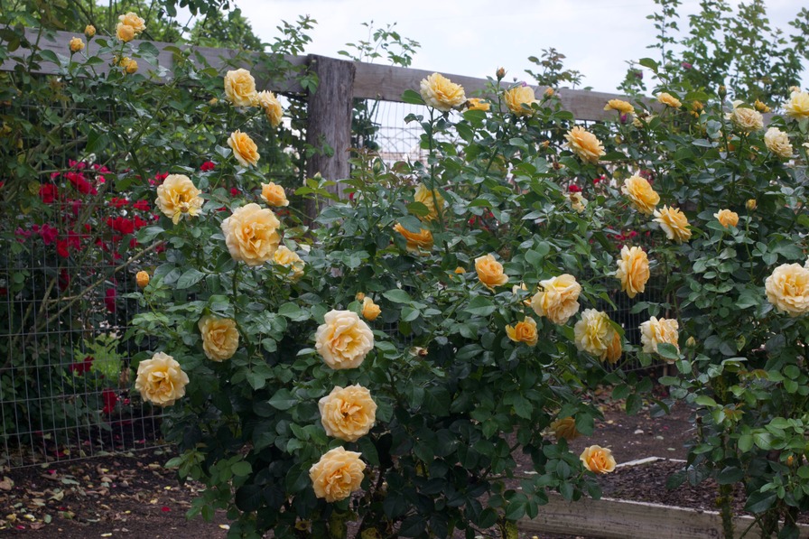 'Rose Alleyson ®' rose photo