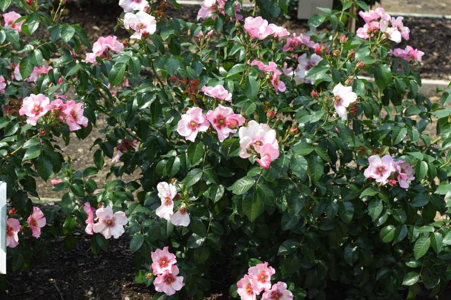 'Raspberry Kiss™' rose photo