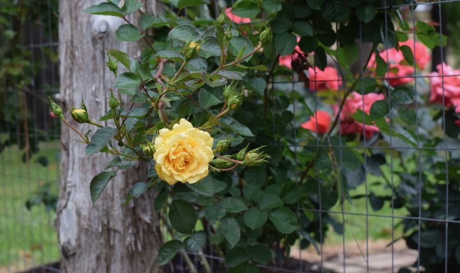 'Good Day Sunshine ™ (climber, Texas 2014)' rose photo