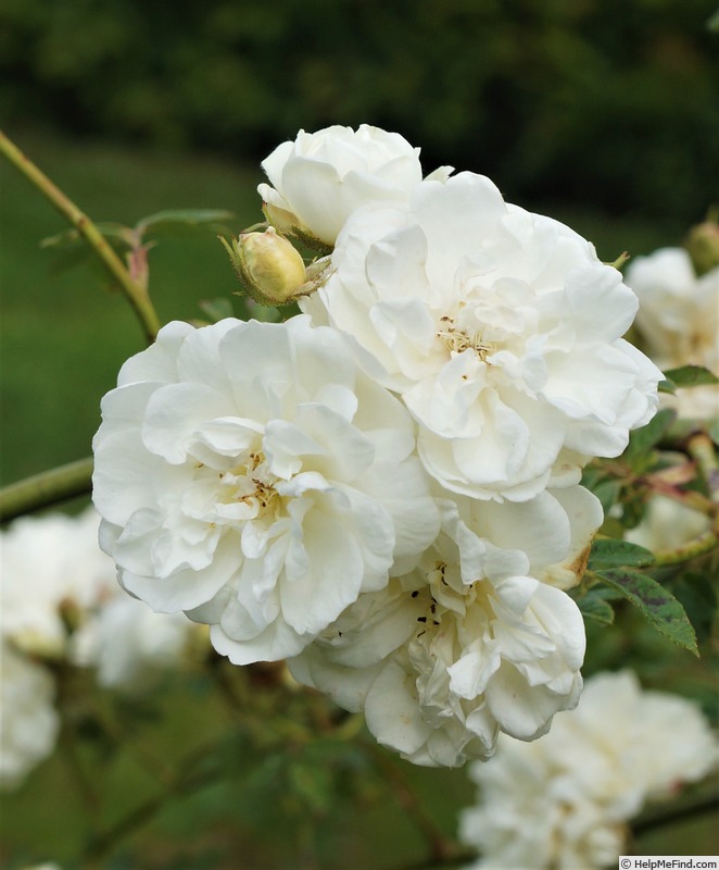 'Waltham Bride' rose photo